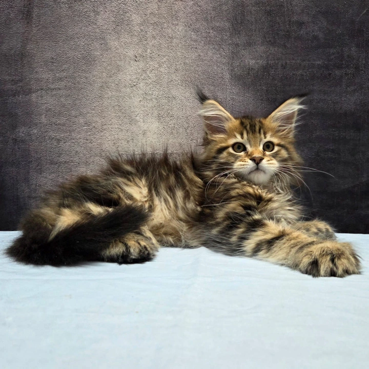 Laos Polydactyl Maine Coon Kittens | Buy a kitten. 