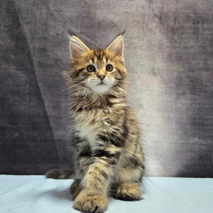 Lebanon Polydactyl Maine Coon Kittens | Large selection of kittens.
