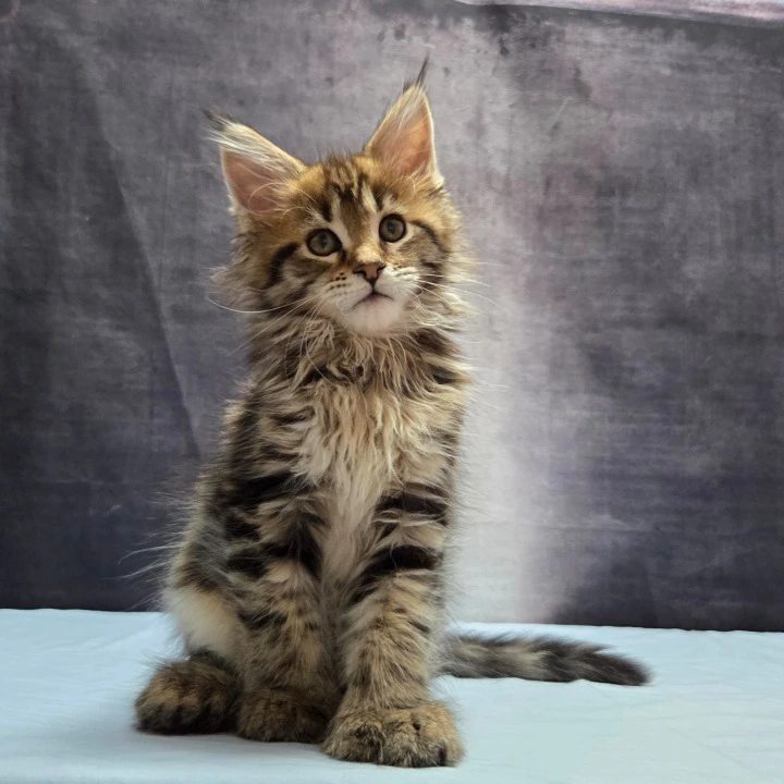 Lebanon Polydactyl Maine Coon Kittens | Large selection of kittens.