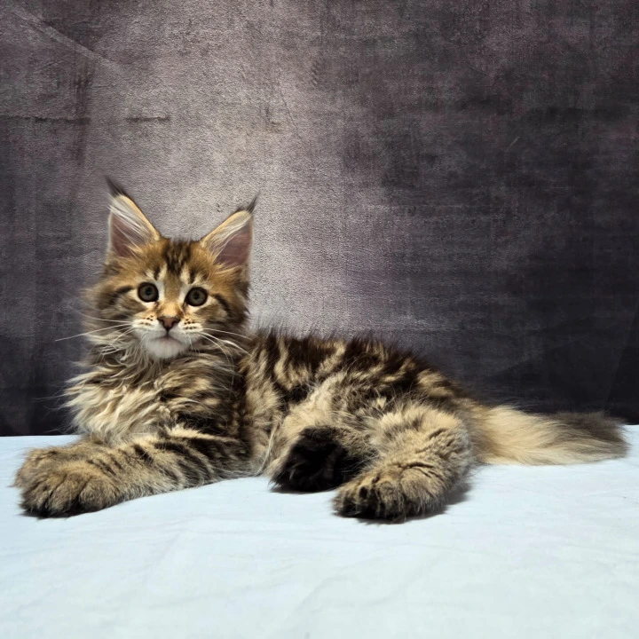 Lebanon Polydactyl Maine Coon Kittens | Large selection of kittens.