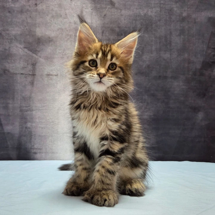 Lebanon Polydactyl Maine Coon Kittens | Large selection of kittens.