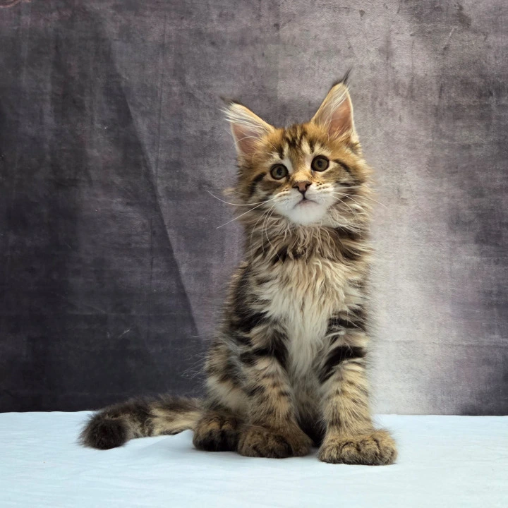 Lebanon Polydactyl Maine Coon Kittens | Large selection of kittens.