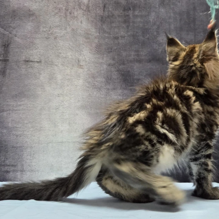 Lebanon Polydactyl Maine Coon Kittens | Large selection of kittens. 