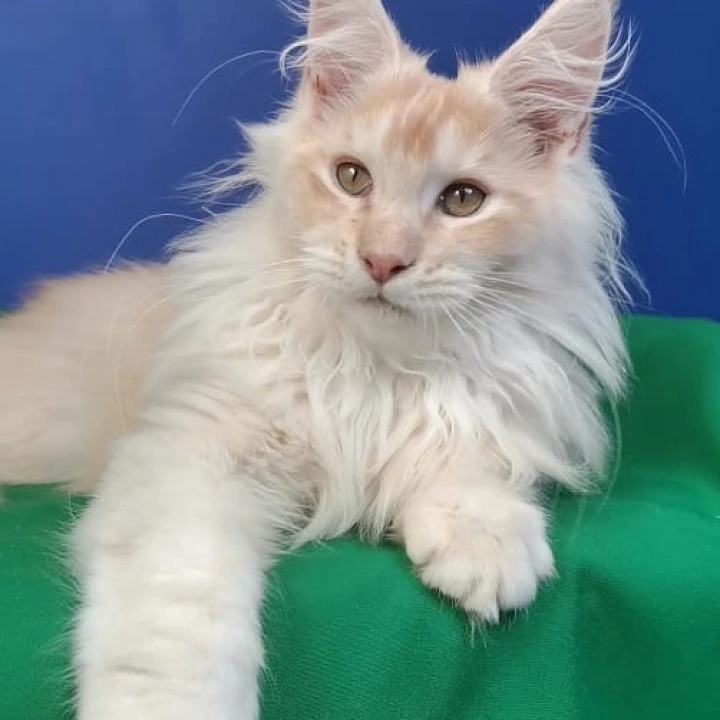Marsik Maine Coon Kittens | Kittens for sale. 