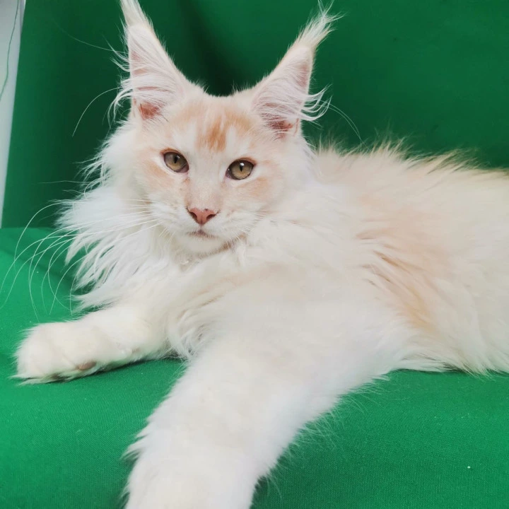 Azart Maine Coon Kittens | Buy a kitten. 