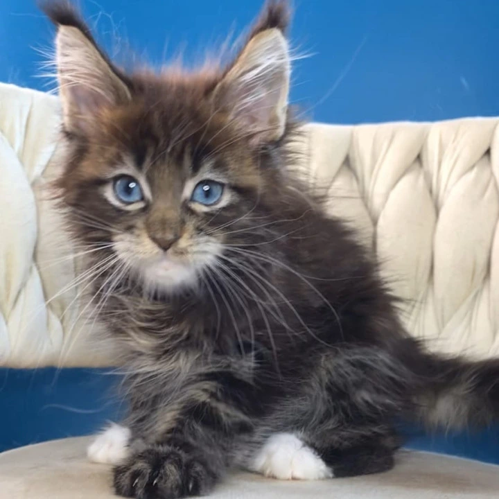 Romeo Maine Coon Kittens | Large selection of kittens.