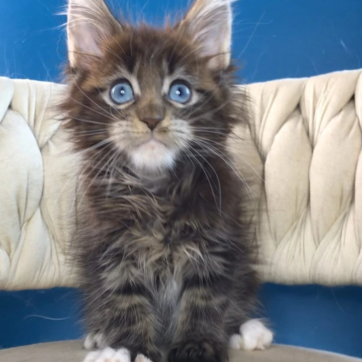Romeo Maine Coon Kittens | Large selection of kittens.