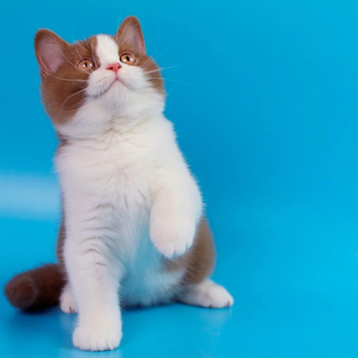 Simsa British Kittens | Kitten for sale. 