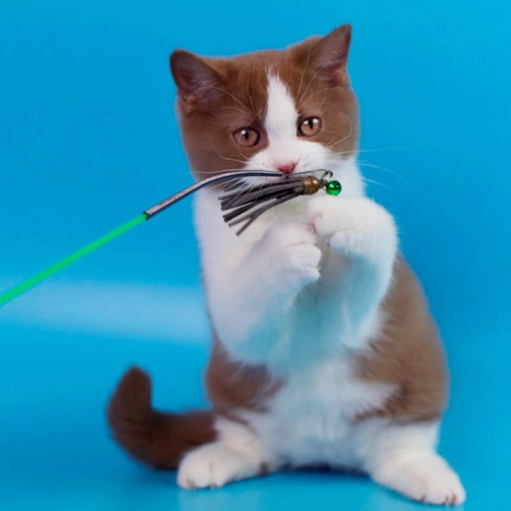 Simsa British Kittens | Kitten for sale. 