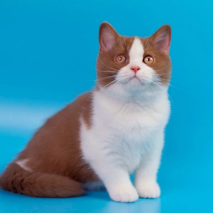 Simsa British Kittens | Kitten for sale. 