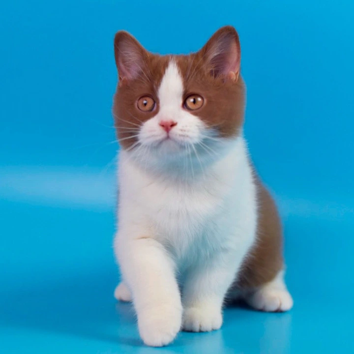 Simsa British Kittens | Kitten for sale. 