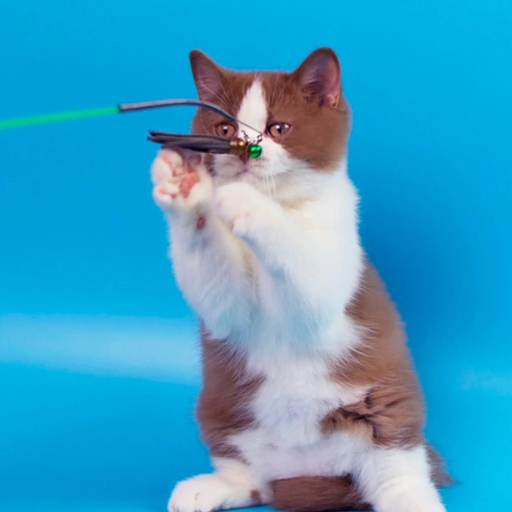 Simsa British Kittens | Kitten for sale. 