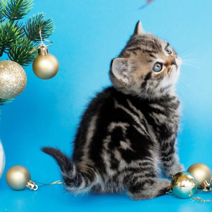 Clifford British Kittens | Buy a kitten. 