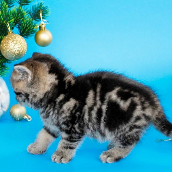 Clifford British Kittens | Buy a kitten. 