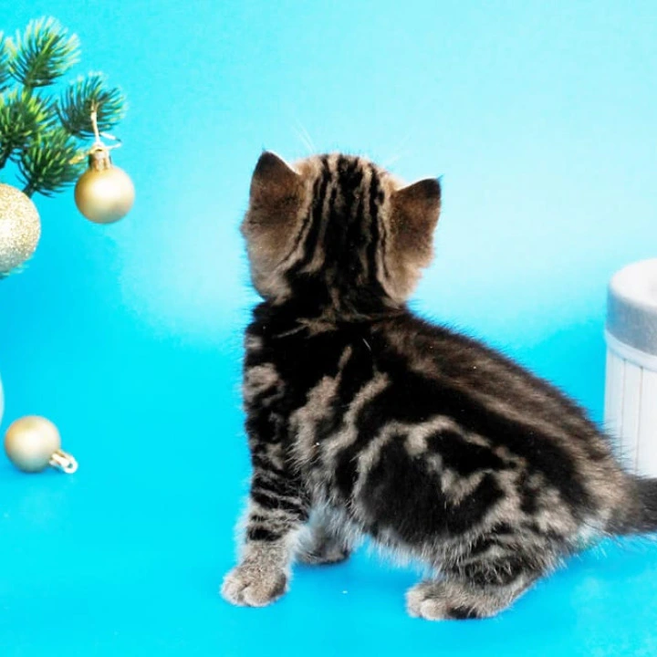 Clifford British Kittens | Buy a kitten. 