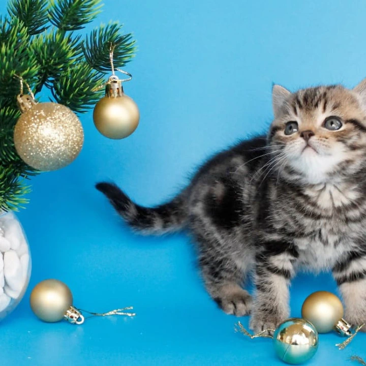 Clifford British Kittens | Buy a kitten. 