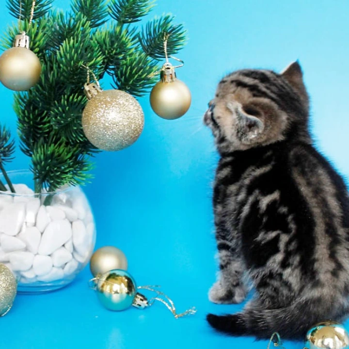 Clifford British Kittens | Buy a kitten. 