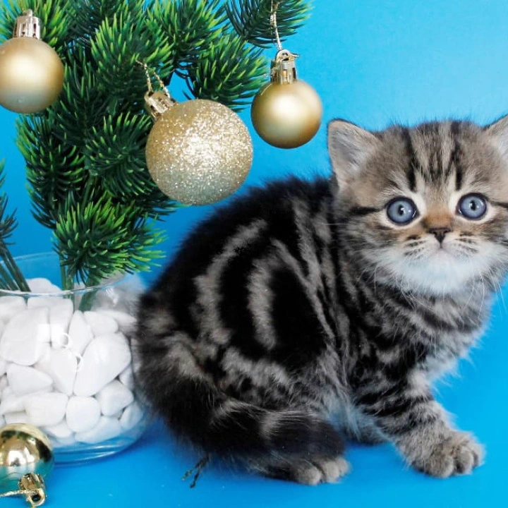 Celin British Kittens | Kittens for sale. 