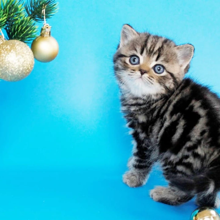 Celin British Kittens | Kittens for sale. 