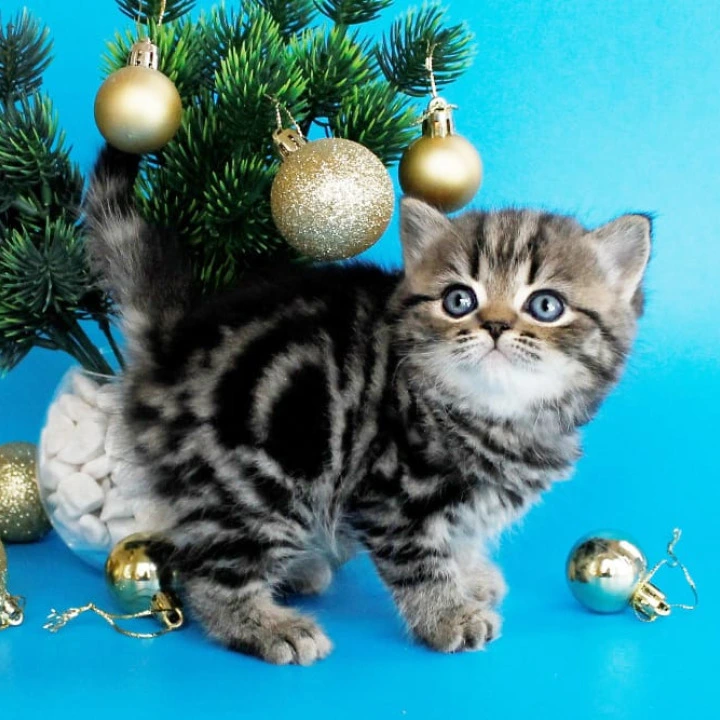 Celin British Kittens | Kittens for sale. 