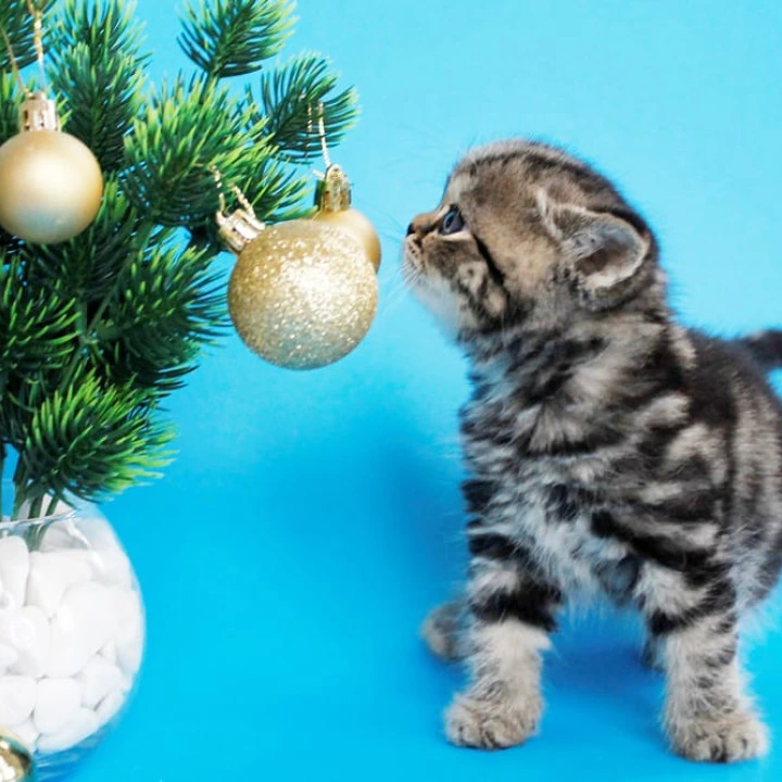 Celin British Kittens | Kittens for sale. 