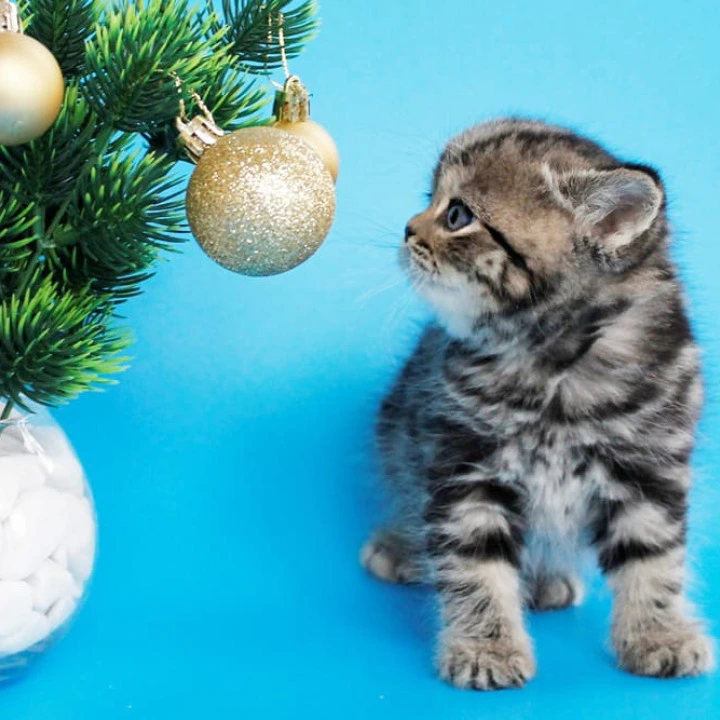 Celin British Kittens | Kittens for sale. 