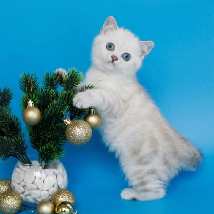 Bakara British Kittens | Kittens for sale.