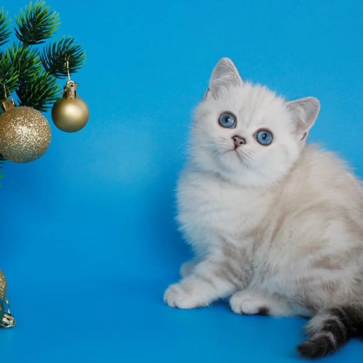 Bakara British Kittens | Kittens for sale.