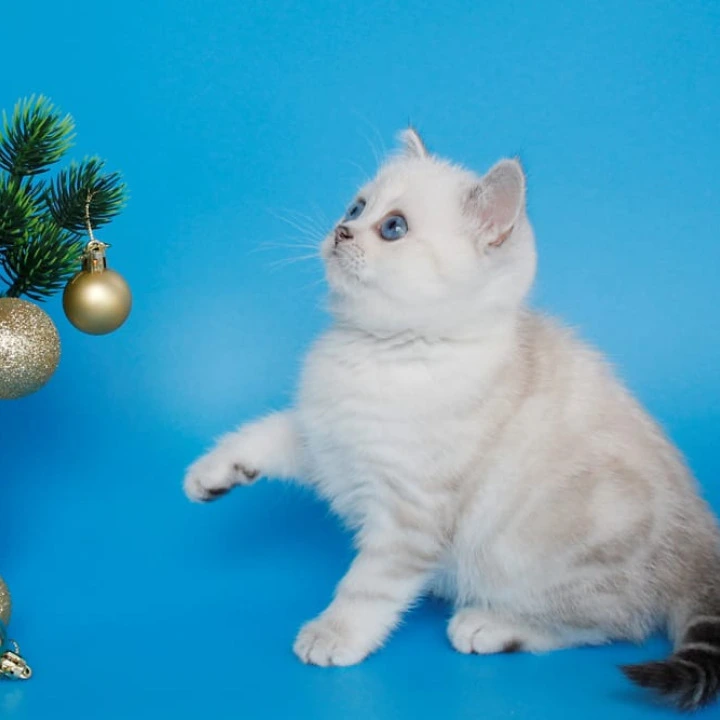 Bakara British Kittens | Kittens for sale.