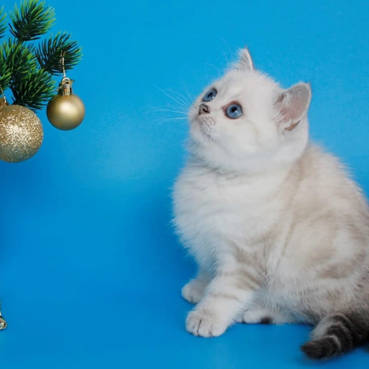 Bakara British Kittens | Kittens for sale.