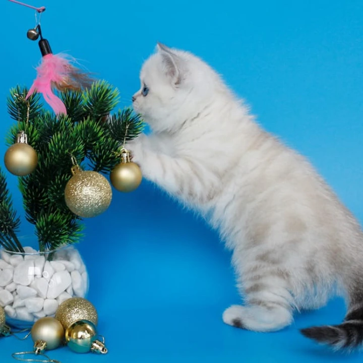 Bakara British Kittens | Kittens for sale.