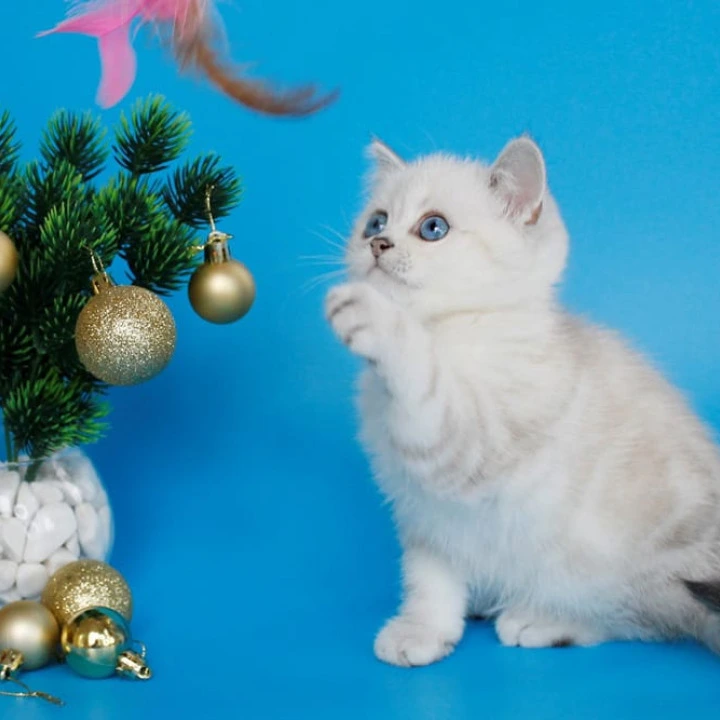 Bakara British Kittens | Kittens for sale. 