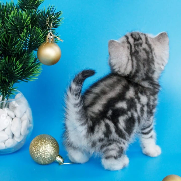 Dakota British Kittens | Buy a kitten. 