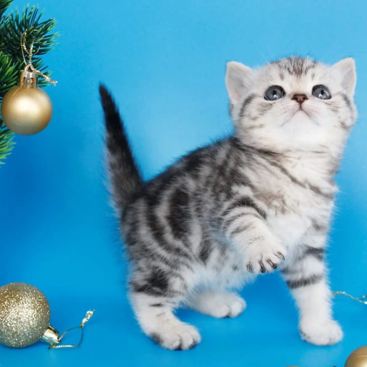 Dakota British Kittens | Buy a kitten. 