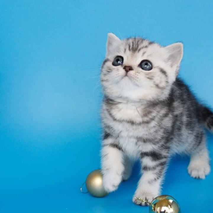 Dakota British Kittens | Buy a kitten. 