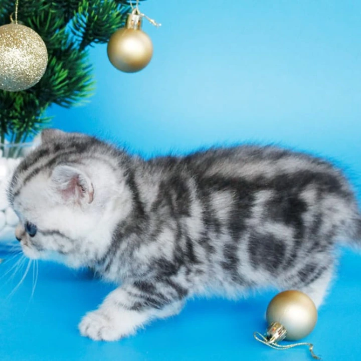 Dakota British Kittens | Buy a kitten. 