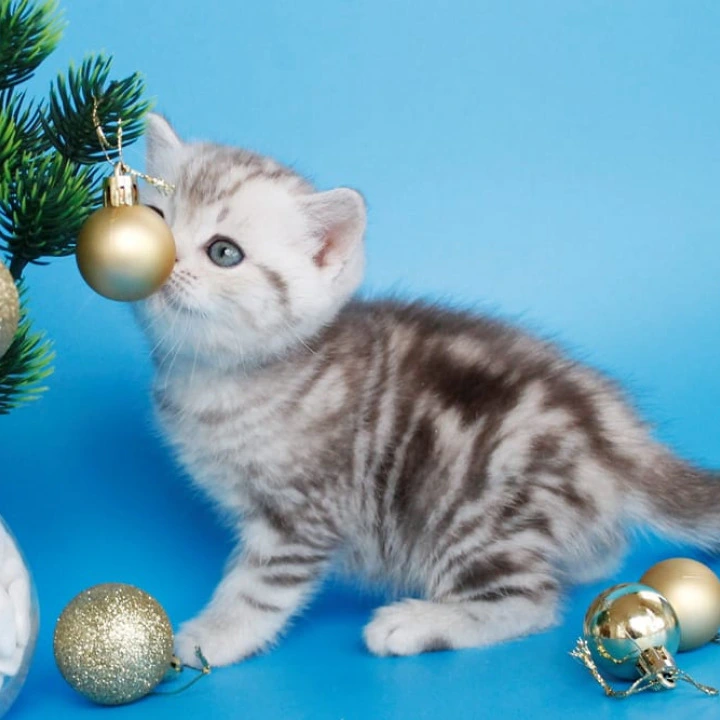 Demario British Kittens | Large selection of kittens. 