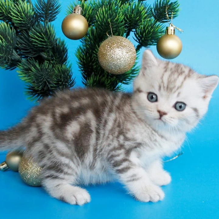 Demario British Kittens | Large selection of kittens. 
