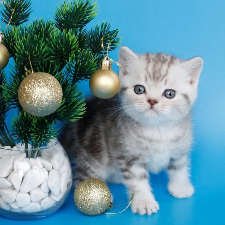 Demario British Kittens | Large selection of kittens. 