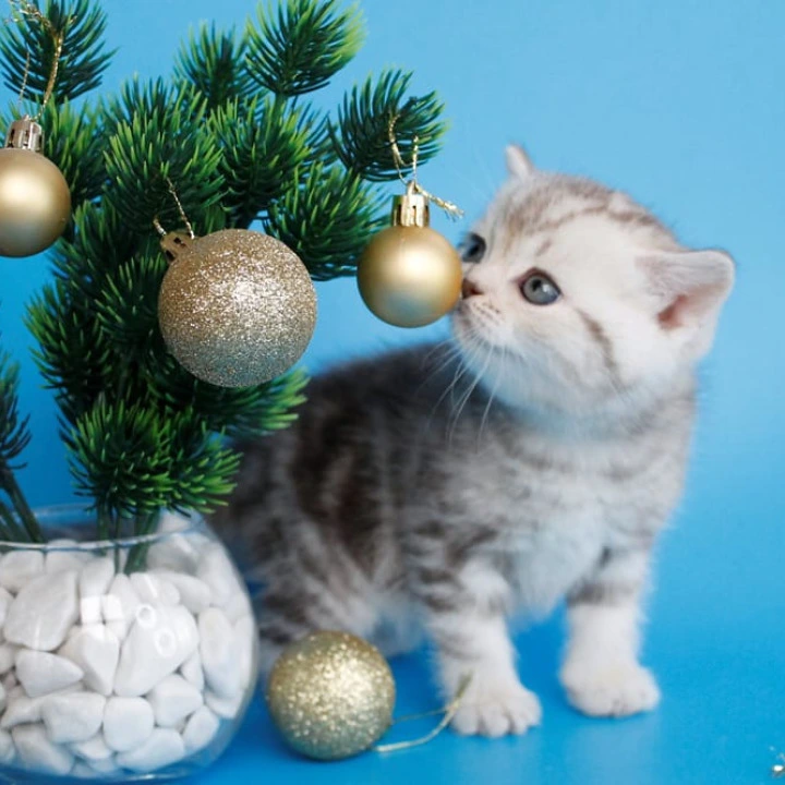 Demario British Kittens | Large selection of kittens. 