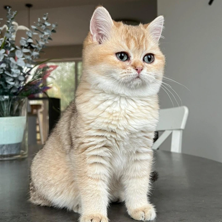 Orpheus British Kittens | Large selection of kittens. 