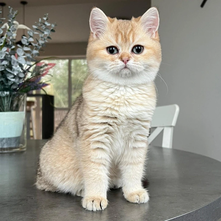 Orpheus British Kittens | Large selection of kittens. 