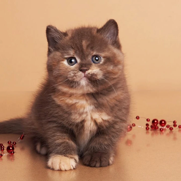 Glory British Kittens | Kittens for sale. 