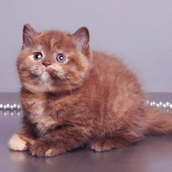 Glory British Kittens | Kittens for sale. 