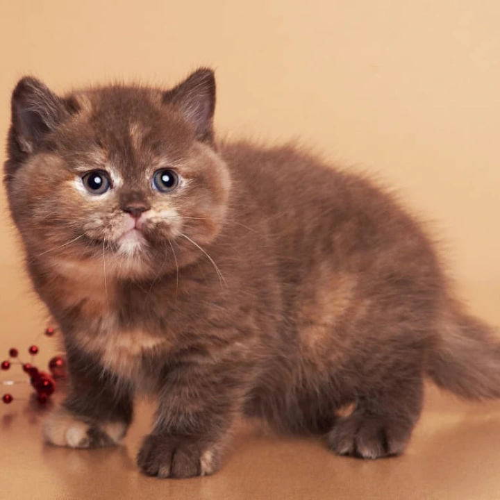 Glory British Kittens | Kittens for sale. 