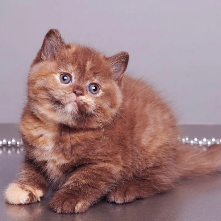 Glory British Kittens | Kittens for sale. 