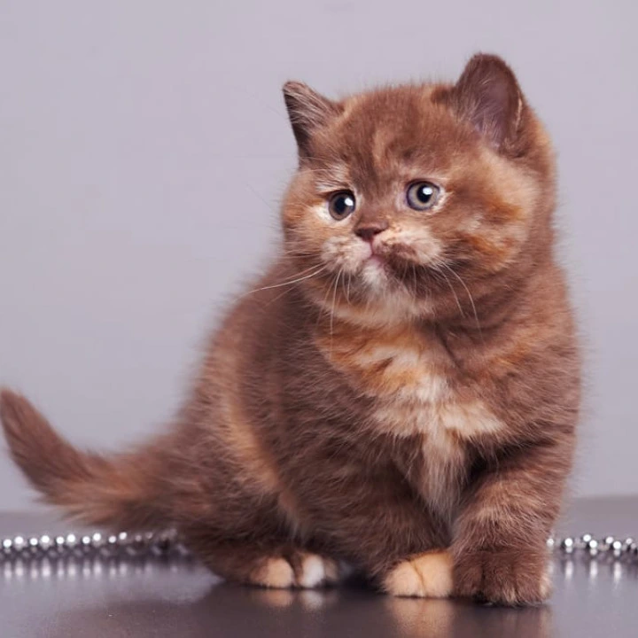 Glory British Kittens | Kittens for sale. 