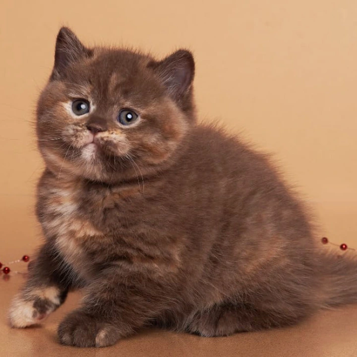 Glory British Kittens | Kittens for sale. 