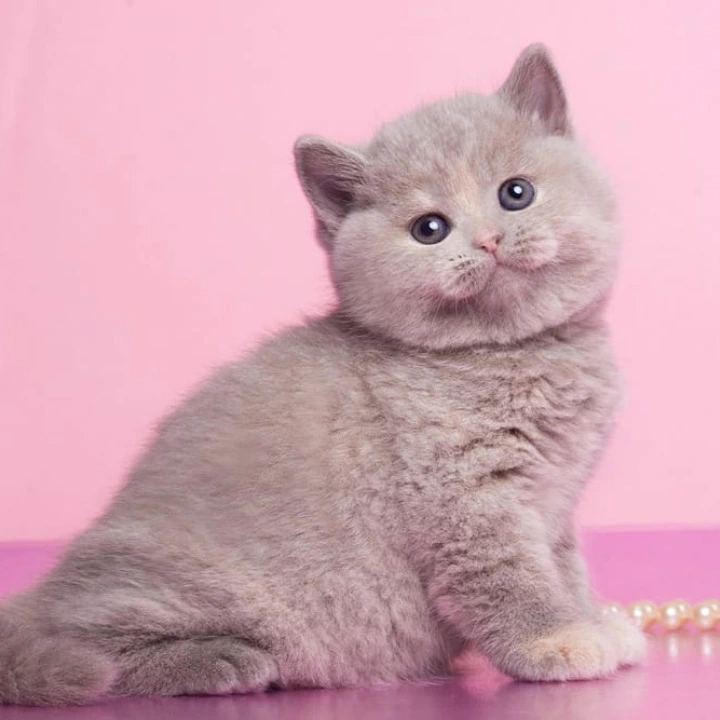 Ginny British Kittens | Large selection of kittens.