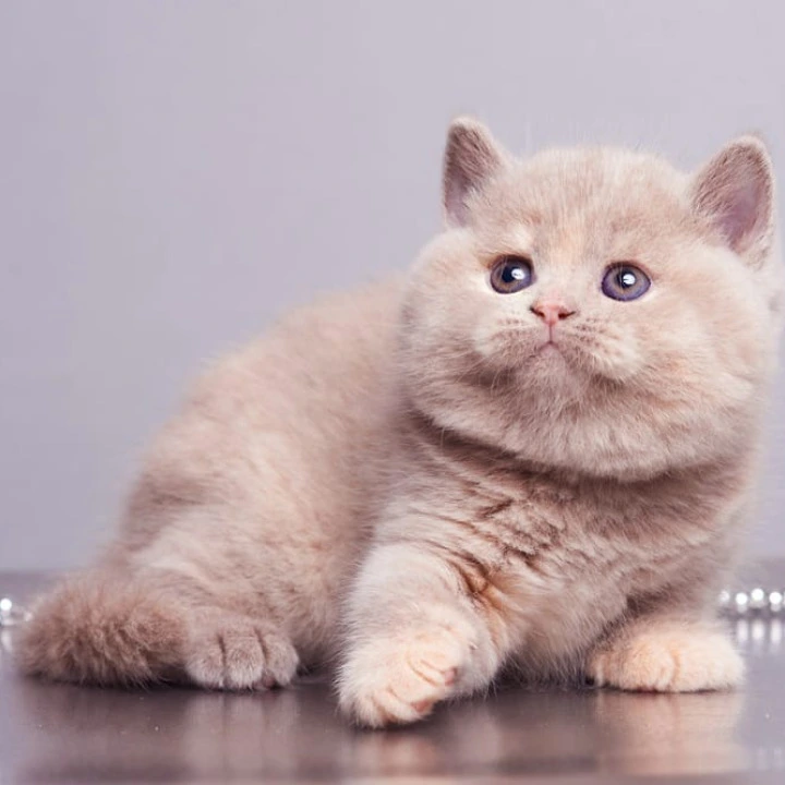 Ginny British Kittens | Large selection of kittens.